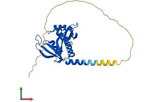 AlphaFold protein structure predicition of Human Recombinant NAA10 Protein, UniprotID P41227