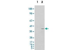 293 overexpressing NCF4 and probed with NCF4 polyclonal antibody  (mock transfection in first lane), tested by Origene.