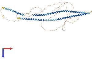 Keratin 2 Protein (KRT2) (AA 1-639) (His tag)