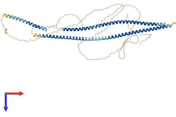 Keratin 2 Protein (KRT2) (AA 1-639) (His tag)