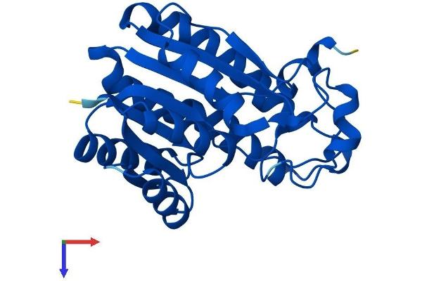 CBR4 Protein (AA 1-236) (His tag)