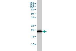 Western Blotting (WB) image for anti-Ubiquitin-Conjugating Enzyme E2M (ube2m) (AA 1-183) antibody (ABIN563918)