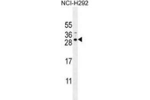 Western blot analysis in NCI-H292 cell line lysates (35ug/lane) using AP53997PU-N Antibody (N-term). (SPACA5B Antikörper  (N-Term))