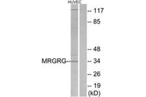 Western blot analysis of extracts from HuvEc cells, using MRGRG Antibody. (Mrgprg Antikörper  (AA 231-280))