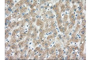 Immunohistochemical staining of paraffin-embedded pancreas tissue using anti-H6PD mouse monoclonal antibody. (Glucose-6-Phosphate Dehydrogenase Antikörper)