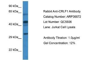 WB Suggested Anti-CRLF1 Antibody   Titration: 1. (CRLF1 Antikörper  (Middle Region))