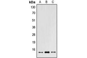 Western blot analysis of POLR2I expression in A549 (A), NIH3T3 (B), PC12 (C) whole cell lysates. (POLR2I Antikörper  (Center))