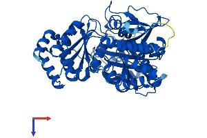 Phosphoglucomutase 3 Protein (PGM3) (AA 1-542) (His tag)