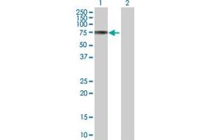 Western Blot analysis of PCSK7 expression in transfected 293T cell line by PCSK7 MaxPab polyclonal antibody.