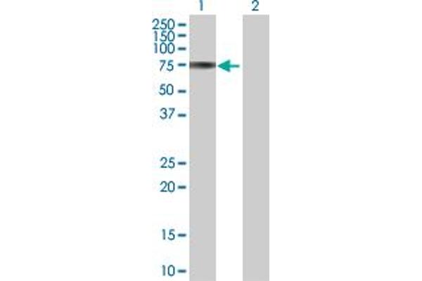 PCSK7 antibody  (AA 1-591)