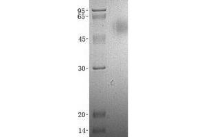 Western Blotting (WB) image for CD200 Receptor 1 (CD200R1) (Transcript Variant 1) protein (His tag) (ABIN2713494)