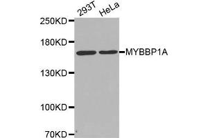 Western blot analysis of extracts of various cell lines, using MYBBP1A antibody. (MYBBP1A Antikörper  (AA 1104-1328))