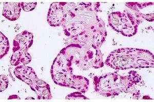 Anti-TCF7L2 antibody IHC of human placenta. (TCF7L2 Antikörper  (N-Term))