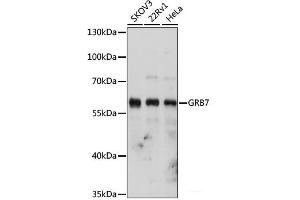 Western blot analysis of extracts of various cell lines using GRB7 Polyclonal Antibody at dilution of 1:1000.