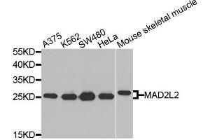 Western blot analysis of extracts of various cells, using MAD2L2 antibody. (MAD2L2 Antikörper)