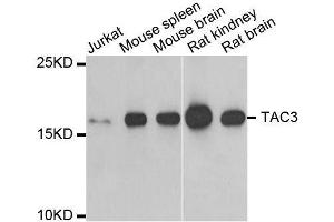 Western blot analysis of extracts of various cell lines, using TAC3 antibody. (Tachykinin 3 Antikörper  (AA 1-121))