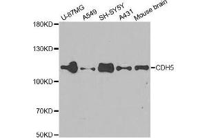 Western Blotting (WB) image for anti-Cadherin 5 (CDH5) (AA 259-358) antibody (ABIN3015299) (Cadherin 5 Antikörper  (AA 259-358))