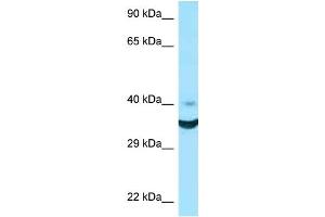 WB Suggested Anti-NCR1 Antibody Titration: 1. (NCR1 Antikörper  (N-Term))