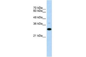 WB Suggested Anti-CD40 Antibody Titration:  0.
