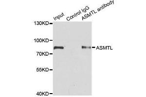 Immunoprecipitation analysis of 200ug extracts of SW620 cells using 1ug ASMTL antibody. (ASMTL Antikörper  (AA 1-290))