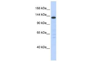 SF3B3 antibody used at 1 ug/ml to detect target protein.