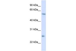 Western Blotting (WB) image for anti-Ceramide Synthase 2 (CERS2) antibody (ABIN2460318)