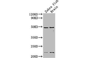Western Blot Positive WB detected in: Zebra fish, Zebra fish brain tissue All lanes:egfra antibody at 1:2000 Secondary Goat polyclonal to rabbit IgG at 1/50000 dilution Predicted band size: 43 kDa Observed band size: 43 kDa (egfra Antikörper  (AA 21-389))