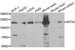 Western Blotting (WB) image for anti-Integrator Complex Subunit 4 (INTS4) antibody (ABIN1980355)