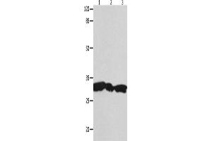 Western Blotting (WB) image for anti-14-3-3 gamma (YWHAG1) antibody (ABIN2431698) (14-3-3 gamma Antikörper)
