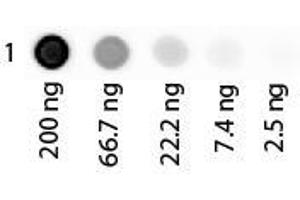 Dot Blot of Human Albumin Rhodamine Conjugated. (Albumin Protein (ALB) (Rhodamine))
