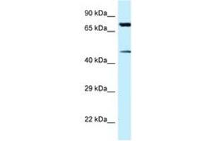 Image no. 1 for anti-Cadherin-Like 22 (CDH22) (AA 111-160) antibody (ABIN6747765) (CDH22 Antikörper  (AA 111-160))