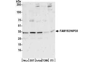 anti-Family with Sequence Similarity 192, Member A (FAM192A) (AA 125-175) antibody