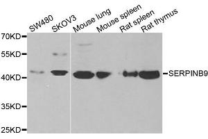 Western blot analysis of extracts of various cell lines, using SERPINB9 antibody. (SERPINB9 Antikörper)