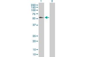 Western Blot analysis of RXRA expression in transfected 293T cell line by RXRA MaxPab polyclonal antibody. (Retinoid X Receptor alpha Antikörper  (AA 1-462))