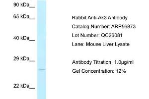 Western Blotting (WB) image for anti-Adenylate Kinase 3 (AK3) (C-Term) antibody (ABIN2786951) (Adenylate Kinase 3 Antikörper  (C-Term))