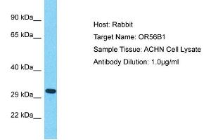 Host: Rabbit Target Name: OR56B1 Sample Type: ACHN Whole Cell lysates Antibody Dilution: 1. (OR56B1 Antikörper  (Middle Region))