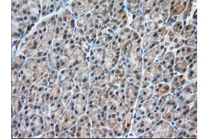 Immunohistochemical staining of paraffin-embedded Human liver tissue using anti-C9orf41 mouse monoclonal antibody. (C9orf41 Antikörper)