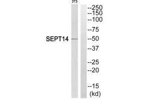Western blot analysis of extracts from NIH/3T3 cells, using SEPT14 antibody. (Septin 14 Antikörper  (C-Term))