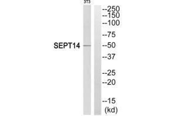 Septin 14 antibody  (C-Term)