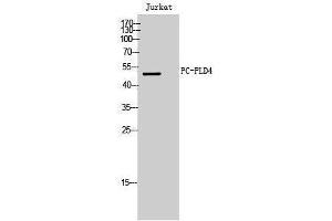 Western Blotting (WB) image for anti-Phospholipase D4 (PLD4) (C-Term) antibody (ABIN3176801) (Phospholipase D4 Antikörper  (C-Term))