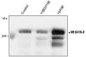 Western blot analysis of immunoprecipitated VEGFR-2/KDR from total lysate of HUVECs using anti-human VEGFR-2 Clone 4 (ABIN155179) (VEGFR2/CD309 Antikörper  (Extracellular Domain))