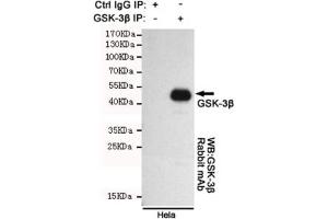 Immunoprecipitation of GSK3 beta from HeLa cell lysate using the GSK3B antibody.