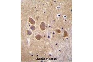 AP1M1 Antibody (Center) immunohistochemistry analysis in formalin fixed and paraffin embedded human brain tissue followed by peroxidase conjugation of the secondary antibody and DAB staining. (AP1M1 Antikörper  (Middle Region))