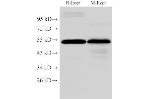 Western Blot analysis of Rat liver and Mouse liver using FGG Polyclonal Antibody at dilution of 1:2000 (FGG Antikörper)