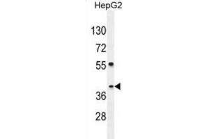 Western Blotting (WB) image for anti-SEC13 Homolog (SEC13) antibody (ABIN2995810) (SEC13 Antikörper)