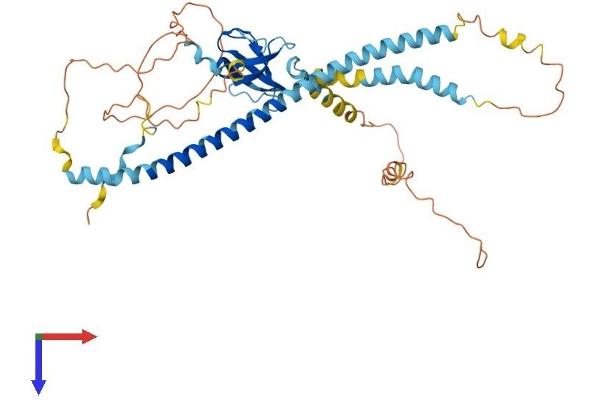 PEX13 Protein (AA 1-405) (His tag)