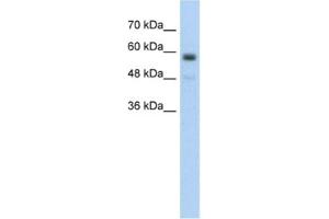 Western Blotting (WB) image for anti-Transmembrane Protein 8B (TMEM8B) antibody (ABIN2462586) (TMEM8B Antikörper)