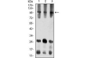 Western blot analysis using ATXN1 mouse mAb against COS7 (1), NIH/3T3 (2), and HL-60 (3) cell lysate.