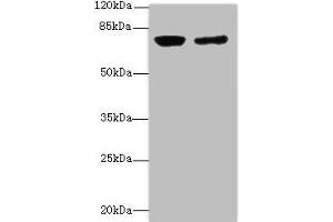 Western blot All lanes: LSS antibody at 0. (LSS Antikörper  (AA 1-300))