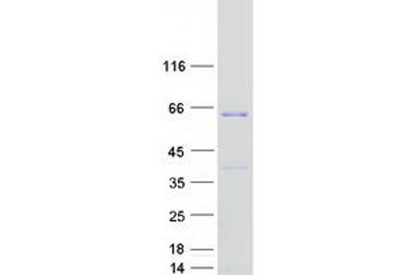 FAM114A2 Protein (Myc-DYKDDDDK Tag)